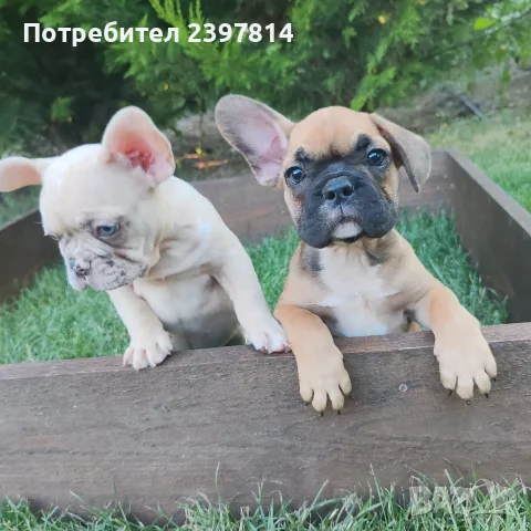 Френски булдог Женски , снимка 5 - Френски булдог - 55008762