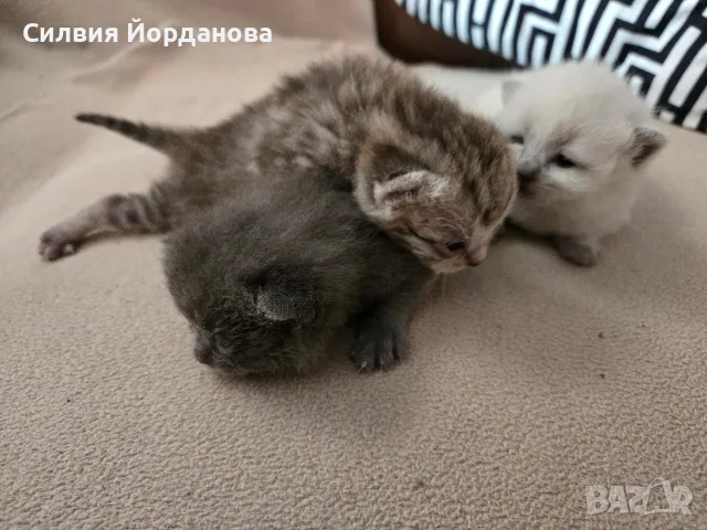 Британчета търсят нов дом