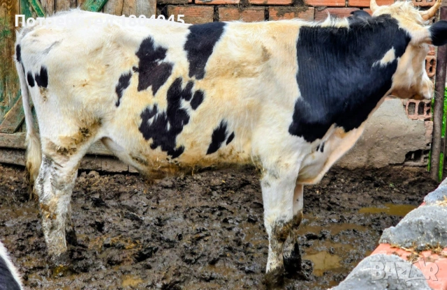 ПРОДАВАМ: 3 мъжки телета (скопени) 4 евро за килограм, общо тегло 1тон, снимка 3 - Крави - 54018971