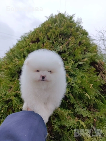 Померани, снимка 4 - Померан - 54043013