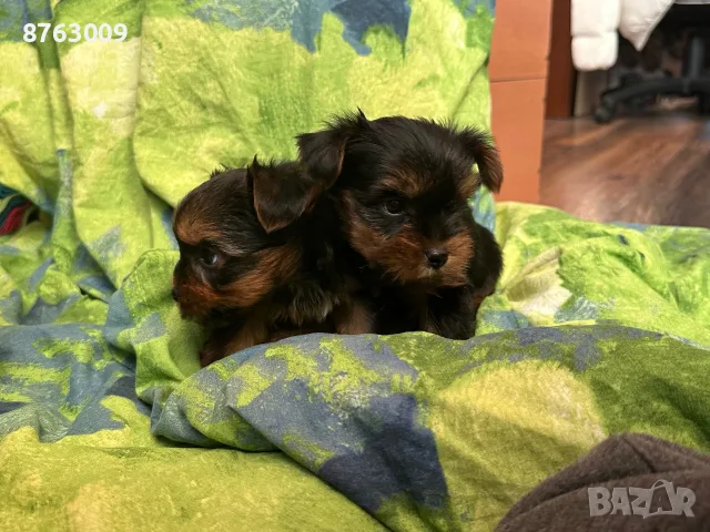 Мини Йоркширски териери , снимка 3 - Йоркширски териер - 55310380