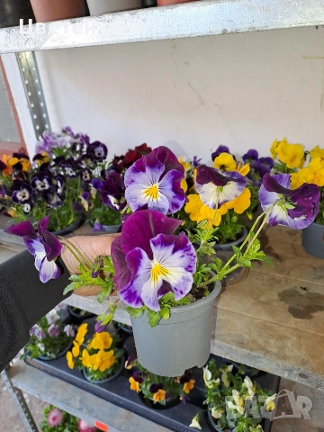 Теменужки , снимка 4 - Градински цветя и растения - 54220016