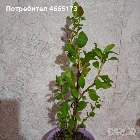Еуфорбия/Христов венец Цвете, снимка 4 - Стайни растения - 54742956