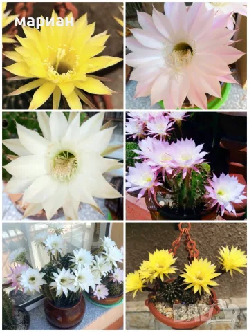Цъфтящ кактус Ехинопсис (Echinopsis eyriesii) различни големини