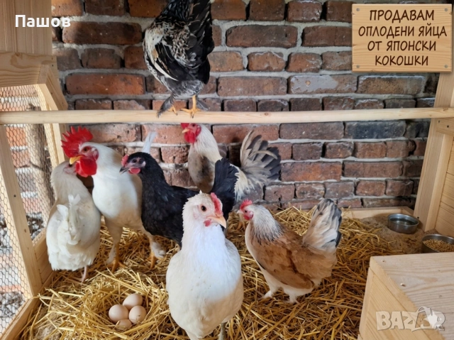 Продавам разплодни яйца от японска кокошка