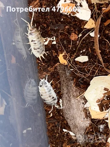 Изоподи Porcellio laevis Dairy Cow (Екзотични домашни любимци / Чистачи), снимка 4 - Други - 55437035