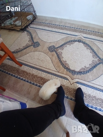 Mini Pomeran, снимка 2 - Померан - 54685042