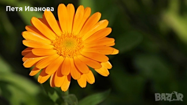 Латинка, тагетис, невен и босилек , снимка 3 - Градински цветя и растения - 54172455