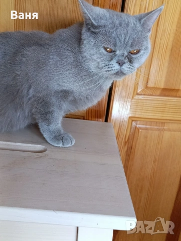 Британска котка, снимка 2 - Британска късокосместа - 54665205