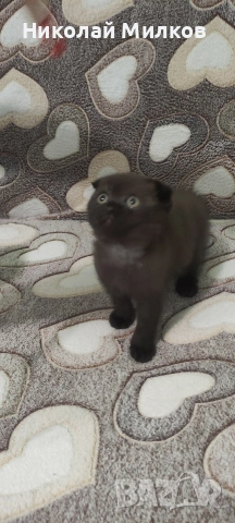 Британски котета , снимка 2 - Британска късокосместа - 54335462