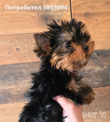 Чистокръвно Мини момиченце, снимка 17 - Йоркширски териер - 54243156