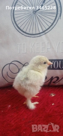 пиленца Брама,бял легхорн и Шабо , снимка 3 - Кокошки и пуйки - 54311238