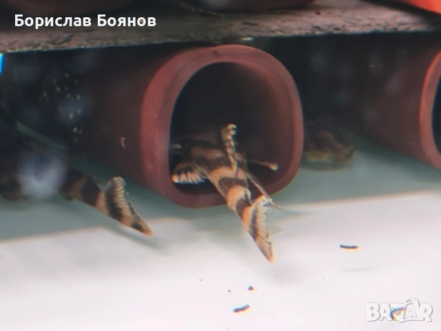 pleco, снимка 13 - Рибки - 54176529