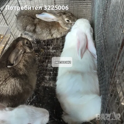 Домашни зайци на различна възраст, снимка 6 - Декоративни зайчета - 55422936