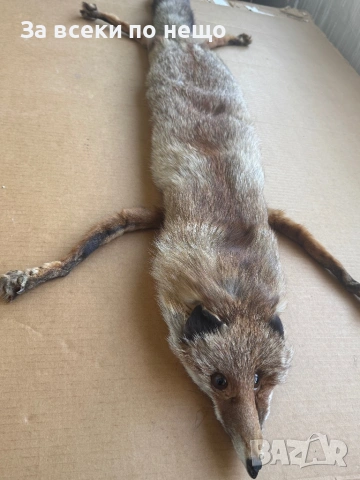 Препарирана лисица, снимка 7 - Други - 54350684