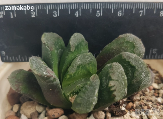 Хавортия (Haworthia truncata seiko) Сукулент