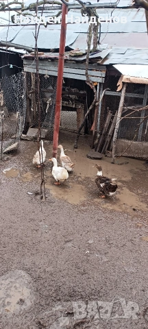 продава крякащи патки 3бр., снимка 4 - други­ - 54071337