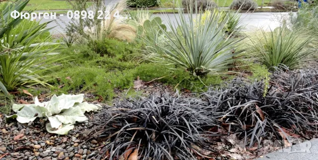 Черен офиопогон (Ophiopogon planiscapus 'Nigrescens'), снимка 2 - Разсади - 55335795