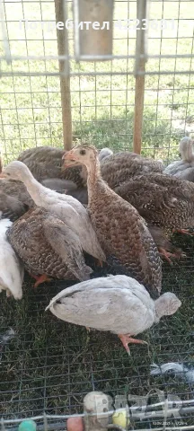 Продавам малки токачки , снимка 3 - Кокошки и пуйки - 55617925