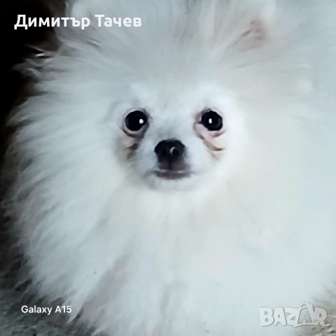 Уникално момче, снимка 2 - Померан - 54529814