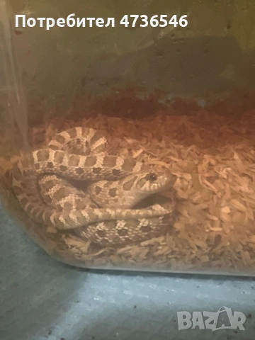 Свиненоса змия