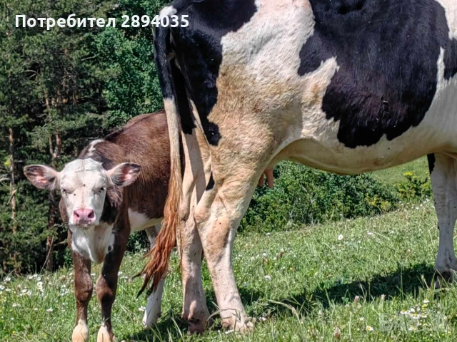 заплодени юнички , снимка 4 - Крави - 54847173