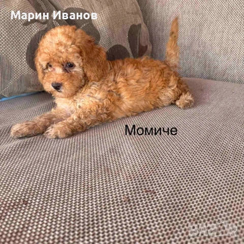 Мини пуделчета,момче и момиче, снимка 3 - Пудели - 55265706