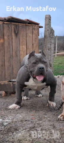 American bully XL / Американско були ХЛ