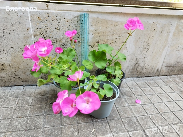 Мушкато различни цветове от 1 € до 2.50 €/бр, снимка 17 - Стайни растения - 54865354