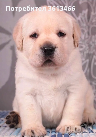 Лабрадор ретривър чистокръвни, снимка 4 - Лабрадор ретривър - 54225664