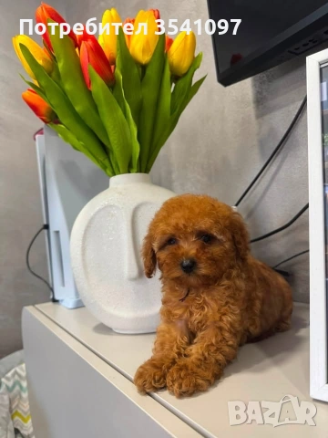 Teacup Той пудел 