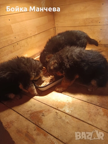 продавам немски овчарки , снимка 4 - Немска овчарка - 54251037