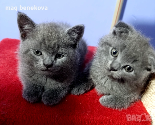 Прекрасни момичета шотландска клепоуха и правоуха!!!