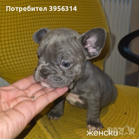 Френски булдог търси дом 🐾 Малки френски булдочета на 40 дни търсят своето  ново  семейство. , снимка 5 - Френски булдог - 54364366