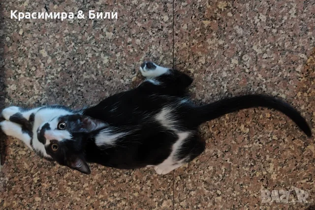 Това котараче чака своето семейство, снимка 5 - Други - 54719885