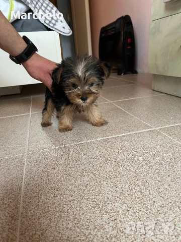 Йорки 2 месеца, снимка 4 - Йоркширски териер - 54030024