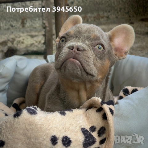 Isabella&tan френски булдог , снимка 1 - Френски булдог - 54249428