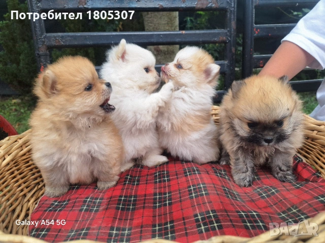 продавам мини померан, снимка 6 - Померан - 55193739