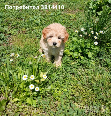 Малтипу, снимка 3 - Други - 54848236