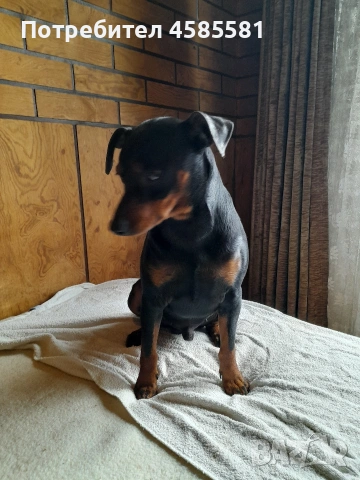 Сърнисти пинери, снимка 18 - Пинчер - 52995417