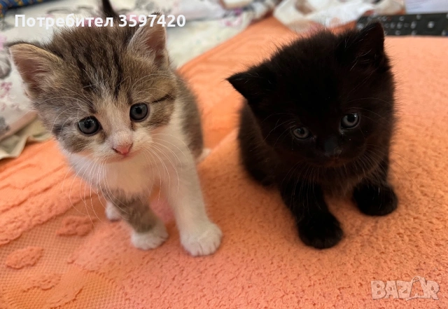 Котенца майка персийка баща ангорец , снимка 2 - Ангорски - 54076597