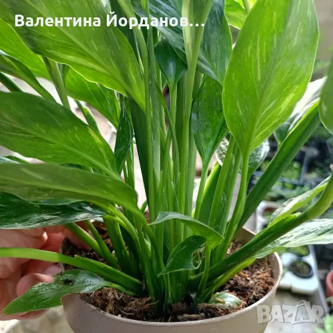 разкошен спатифилом диамант няколко корена в саксия , снимка 3 - Стайни растения - 55301048