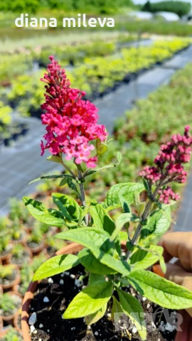 Buddleja dav. Butterfly Candy Little Ruby, снимка 7 - Градински цветя и растения - 54840666