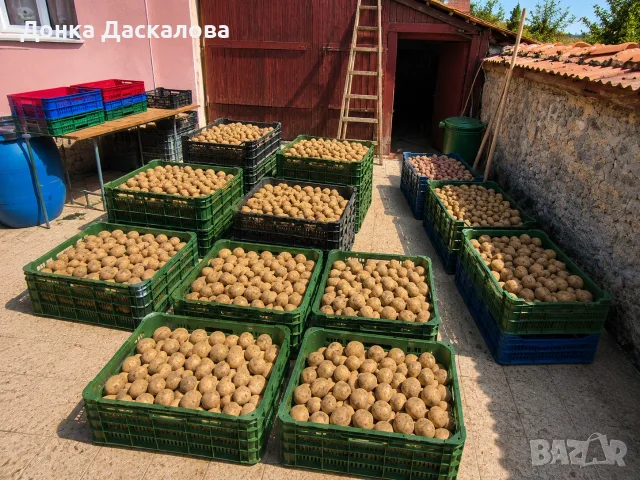 Продавам картофи сорт Аризона – реколта 2026