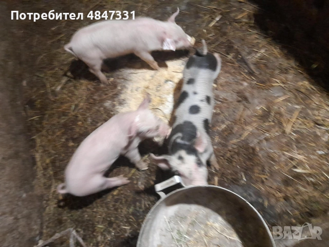 Прасе, снимка 4 - Прасета - 54881111