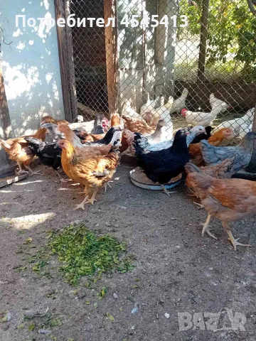 Кокошки ярки, уоман барун, брама, бял легхорн и селски кокошки, снимка 8 - Кокошки и пуйки - 52341582