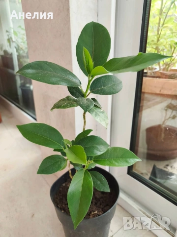 Фикус Ficus Microcarpa , снимка 2 - Стайни растения - 55045817