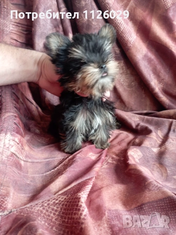 Мини йорки - момичета , снимка 2 - Йоркширски териер - 54235703