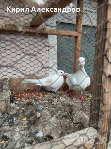 Продавам кускумрийки