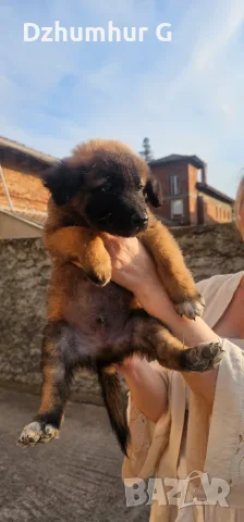 НАПЪЛНО ВАКСИНИРАНИ кученца на 10 седм. – Смеска Малиноа, Немска овчарка и Каракачанка), снимка 5 - Белгийска овчарка - 55413386